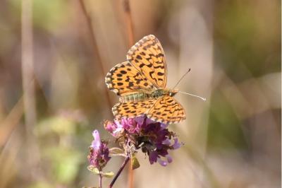 <i>Boloria dia</i>