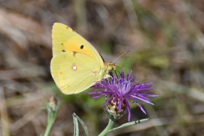 <i>Colias crocea</i>
