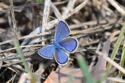 <i>Cyaniris semiargus</i>