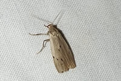 <i>Pelosia muscerda</i>