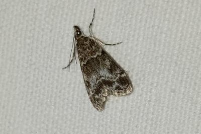 <i>Eudonia mercurella</i>