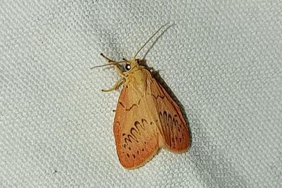 <i>Miltochrista miniata</i>