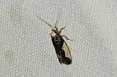 <i>Monopis monachella</i>