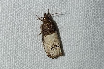 <i>Notocelia roborana</i>