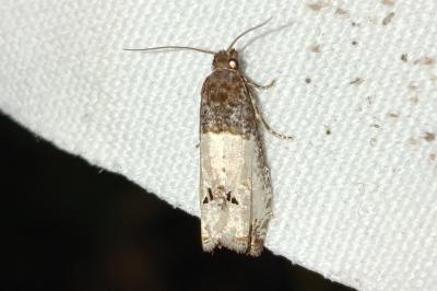 <i>Notocelia roborana</i>