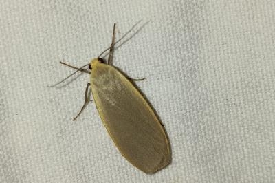 <i>Collita griseola</i>