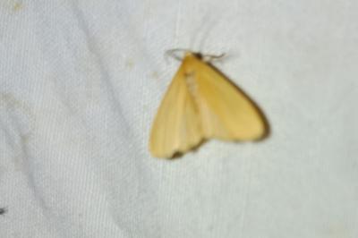 <i>Wittia sororcula</i>