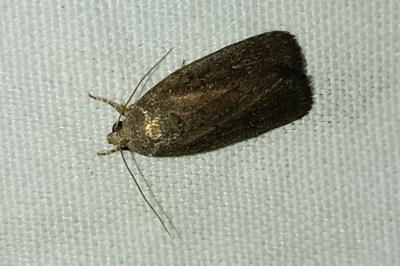 <i>Proxenus hospes</i>