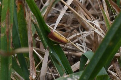 <i>Oncocera semirubella</i>