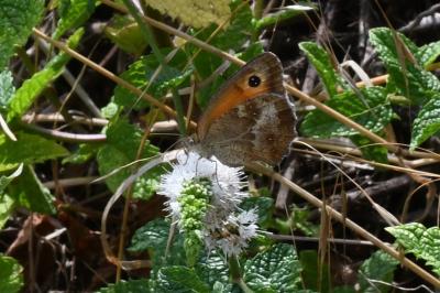<i>Pyronia tithonus</i>