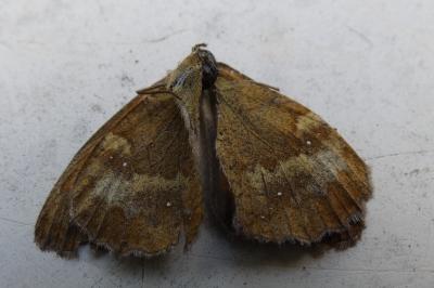 <i>Pyronia tithonus</i>