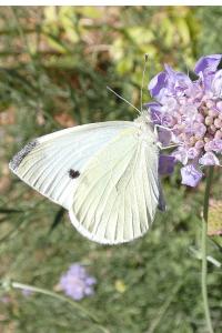 <i>Pieris rapae</i>