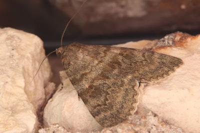 <i>Catocala elocata</i>