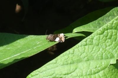 <i>Tyta luctuosa</i>