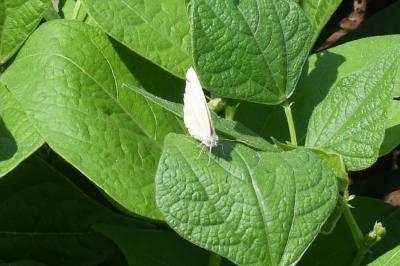 <i>Pieris rapae</i>
