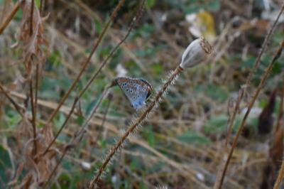 <i>Aricia agestis</i>