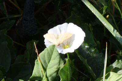 <i>Sitochroa palealis</i>