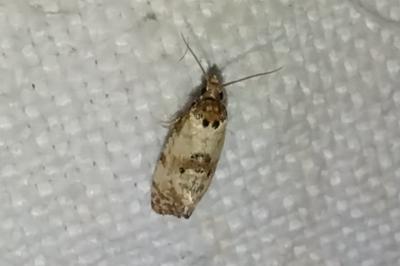 <i>Cochylis molliculana</i>