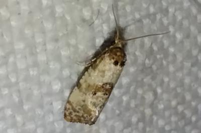 <i>Cochylis molliculana</i>