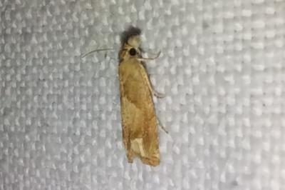 <i>Eucosma conterminana</i>