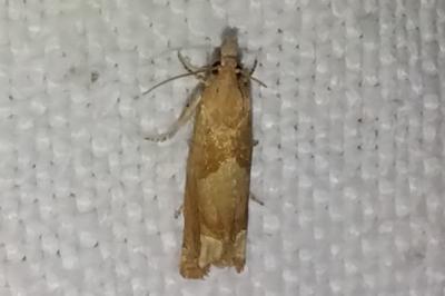 <i>Eucosma conterminana</i>