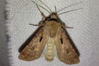 <i>Agrotis exclamationis</i>