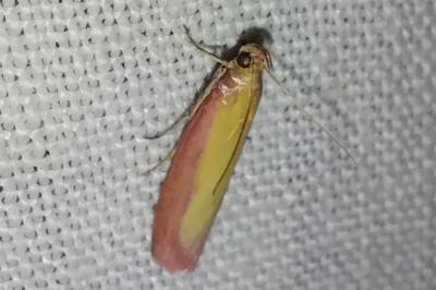 <i>Oncocera semirubella</i>