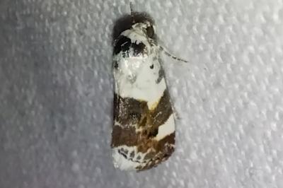 <i>Acontia lucida</i>