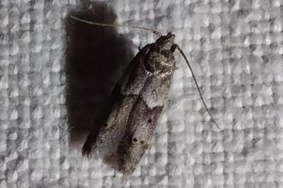 <i>Blastobasis</i>
