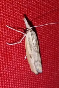 <i>Agriphila inquinatella</i>