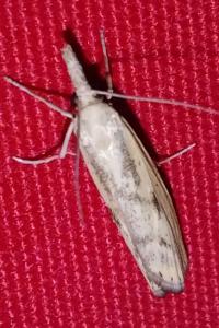 <i>Agriphila inquinatella</i>