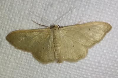 <i>Idaea straminata</i>