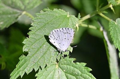 <i>Celastrina argiolus</i>