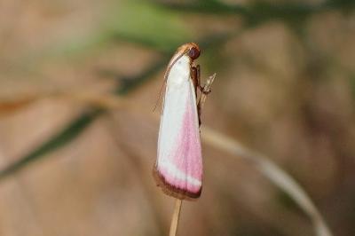 <i>Eurhodope rosella</i>