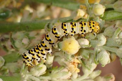 <i>Cucullia lychnitis</i>