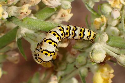 <i>Cucullia lychnitis</i>