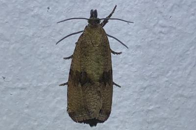 <i>Celypha striana</i>