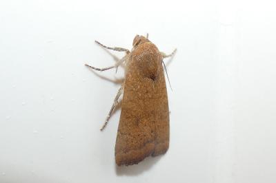 <i>Noctua interjecta</i>