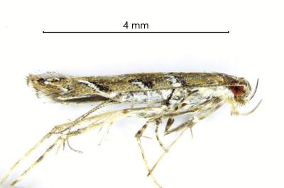 <i>Acrocercops brongniardella</i>