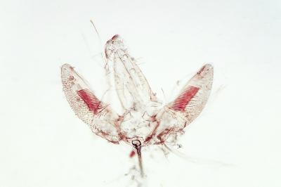 <i>Acrocercops brongniardella</i>