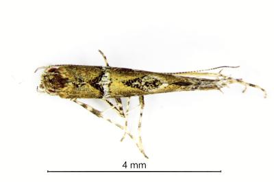 <i>Acrocercops brongniardella</i>
