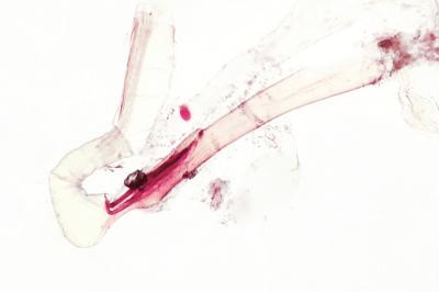 <i>Acrocercops brongniardella</i>