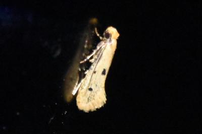 <i>Tinea trinotella</i>