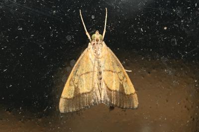 <i>Evergestis limbata</i>