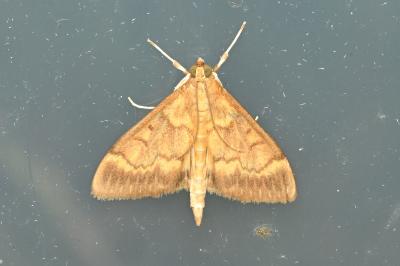 <i>Ostrinia nubilalis</i>