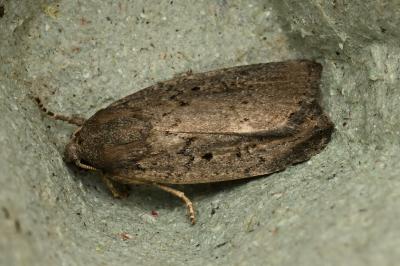 <i>Proxenus hospes</i>