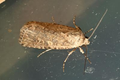 <i>Spodoptera exigua</i>
