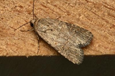 <i>Spodoptera exigua</i>