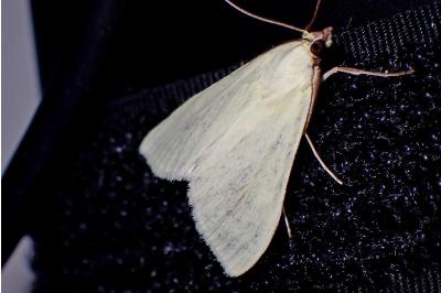 <i>Sitochroa palealis</i>