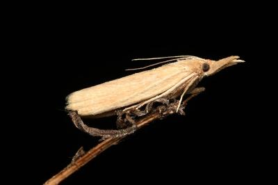 <i>Agriphila straminella</i>